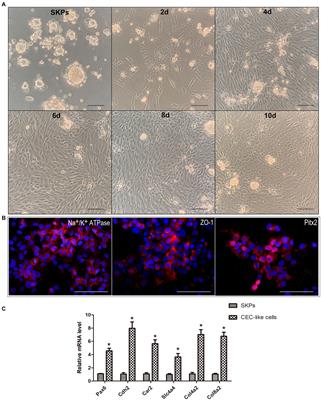 Construction of tissue engineered cornea with skin-derived corneal endothelial-like cell and mechanism research for the cell differentiation